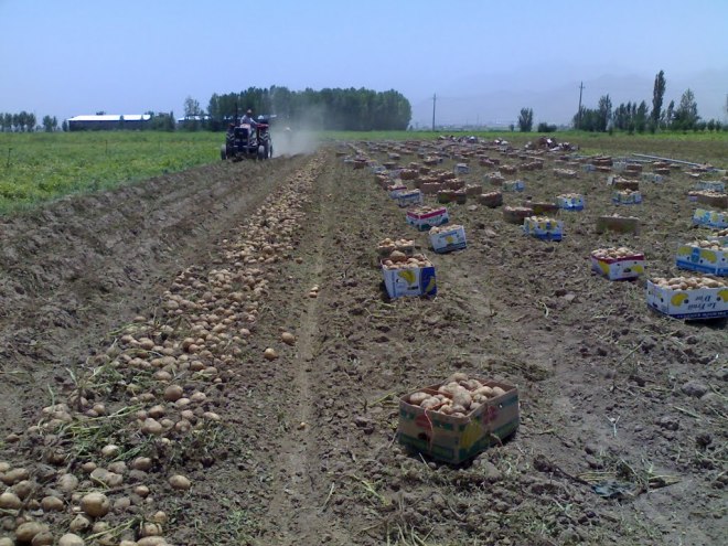 farming Potato in Iran