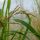 Effectiveness of practiced management option to control rice stem borer - IJAAR