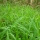 Paspalum conjugatum and Cynodon dactylon as organic bio-fertilizers in growing Brassica juncea (Lettuce plant) - IJAAR