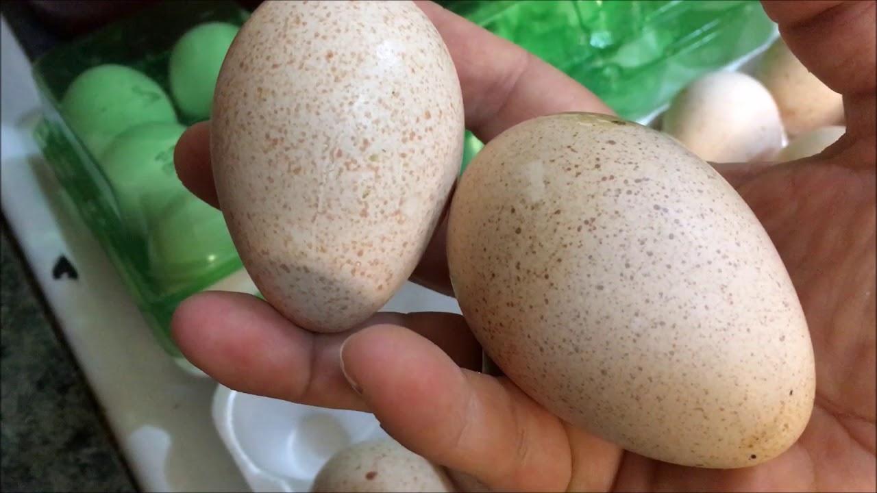 Купить яйцо смоленск. Яйцо инкубационное индюшиное. Индюшиные яйца. Яйца индюшки размер. Куриное и индюшиное яйцо.