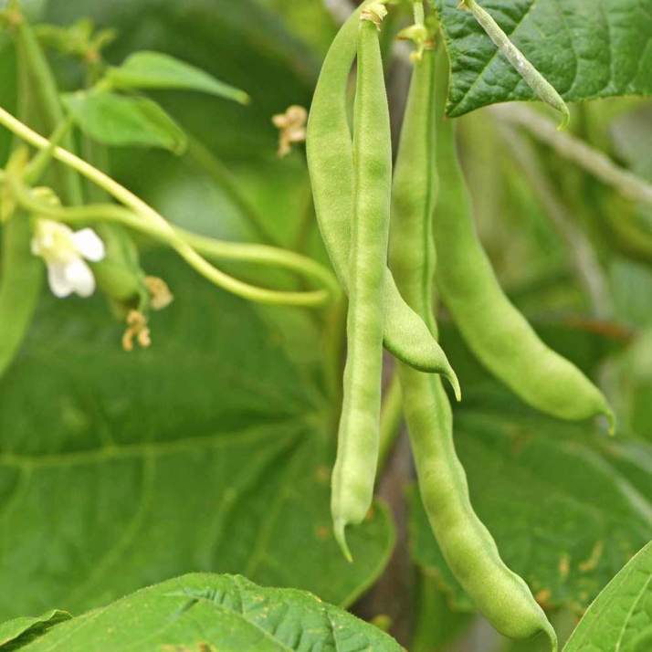 common bean (Phaseolus vulgaris L.)