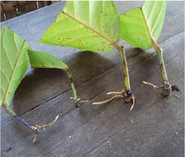 Vegetative propagation of Anonidium mannii (Oliver) Engler & Diels (Annonaceae)