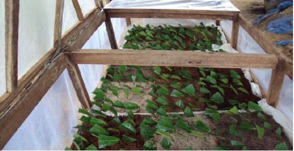 Vegetative propagation of Anonidium mannii (Oliver) Engler & Diels (Annonaceae)