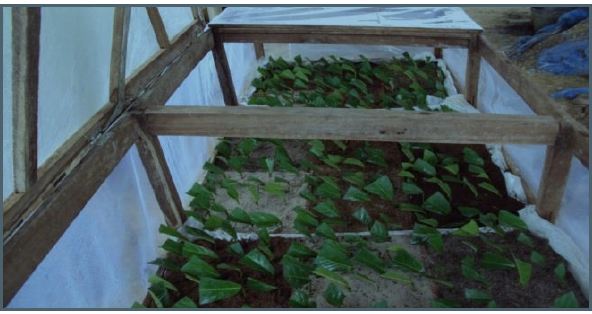 Vegetative propagation of Anonidium mannii (Oliver) Engler & Diels (Annonaceae) by leafy stem cuttings in Kisangani, DR Congo
