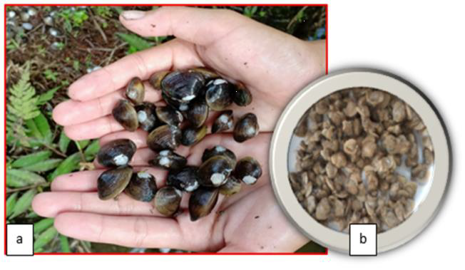 Fig. 1. (a) The Freshwater clam and its (b) meat from Del Carmen, President Roxas, Cotabato.
The ethanol, ethyl acetate, and hexane extracts of the freshwater clam (Corbicula fluminea) were studied for the total phenolics and total flavonoids. Total phenolics and total flavonoids of the extracts were evaluated using Folin-Ciocalteau and Aluminum chloride colorimetric methods respectively. The findings showed that the total phenolics of the ethanol extract (1.67±0.28mg GAE/g of dried sample) were substantially higher than the total phenolics obtained from the ethyl acetate (0.70±0.00mg GAE/g) and hexane extracts (0.56±0.23mg GAE/g). While the total flavonoids in the ethyl acetate extract displayed a slightly higher total flavonoid (43.84±0.92mg QE/g of dried sample) relative to ethanol (30.41±1.34mg QE/g of dried sample) and hexane extracts (20.28±0.00mg QE/g of dried sample). Using ethanol, the highest yield for extraction was obtained. Ethanol is the best solvent among the three – ethanol, ethyl acetate, and hexane in terms of extraction yield and total phenolics. In addition, it can be inferred that the presence of significant amounts of phenolics and flavonoids suggests that freshwater clam is a promising source of antioxidants that provides nourishing proteins and oxidative stress remedies