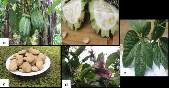 Fig. 1. (a-e) Morphology of Telfairia pedata. a Hanging mature fruits on a farm, b Split fruit, appr. 15 cm diameter portrayed by white hard coat which wears off after the fruit reaches full maturity, c Seeds, d Pistillate and staminate flowers and developing fruit e Vine with leaf petioles, tendrils, branch and cup-like appendage.
